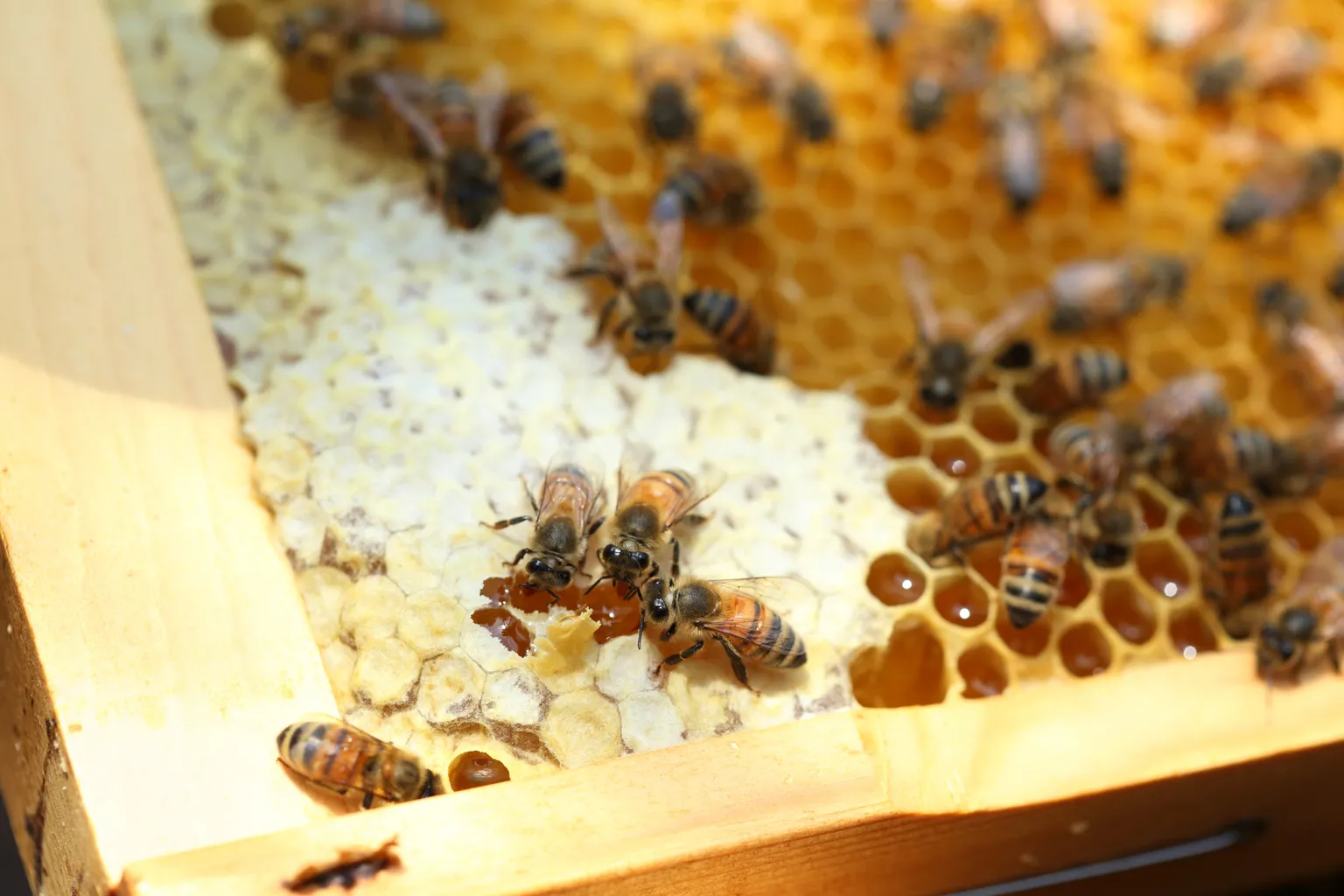 【養蜂】鉄工所の屋上でつくる東京のはちみつ「y&y honey」