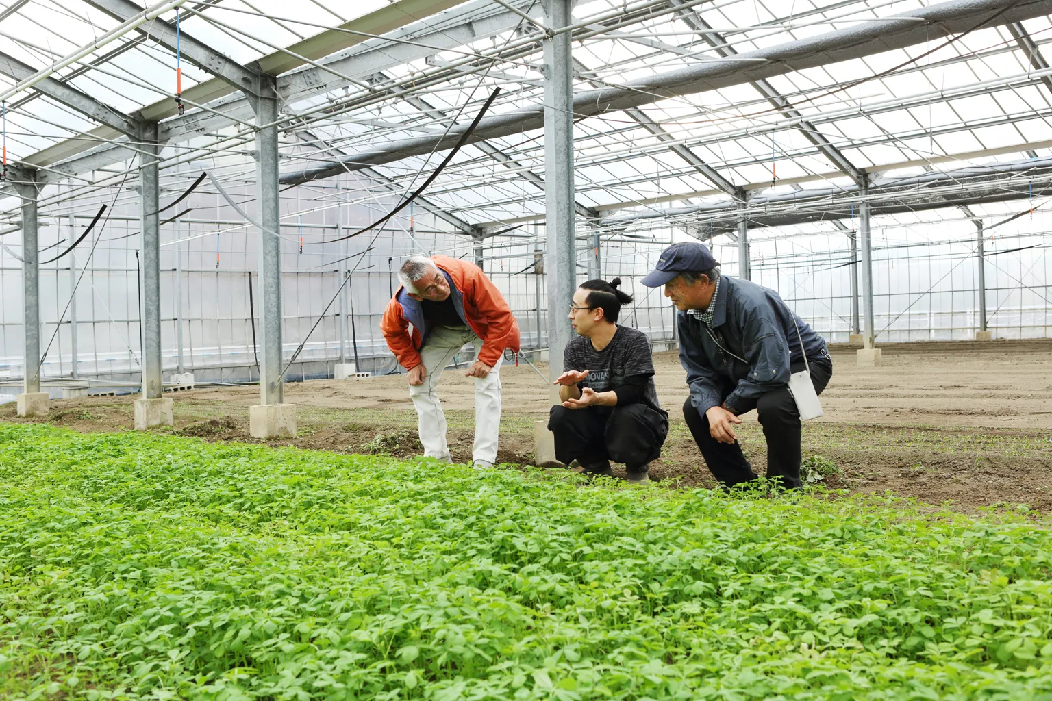 石塚さん（中央）の両脇でメティを見守るのは、えどがわメティ普及会の熊倉一郎さん（右）と小林洋さん（左）。種を届けるところから育ったメティをインド食材店に出荷する準備や配送まで、石塚さんと共に普及に取り組んできた。