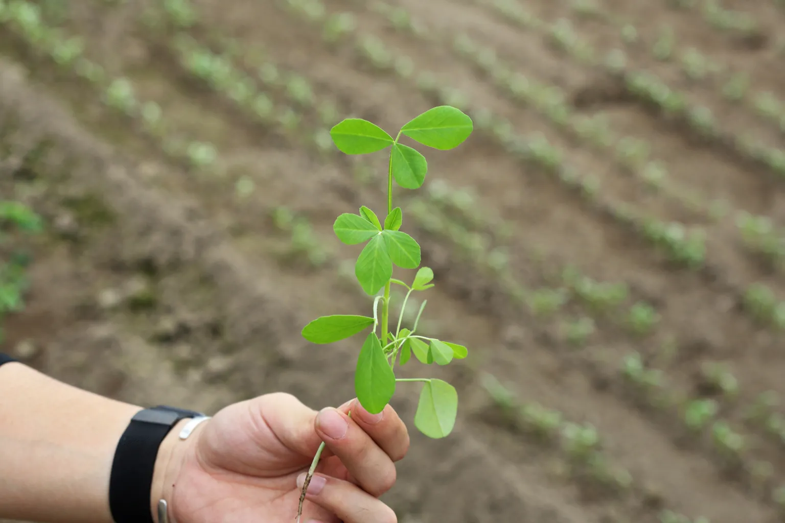 収穫時期を迎えたメティ。豆苗に近いシャキシャキとした歯触りの中に、独特の苦味があるのが特徴だ。