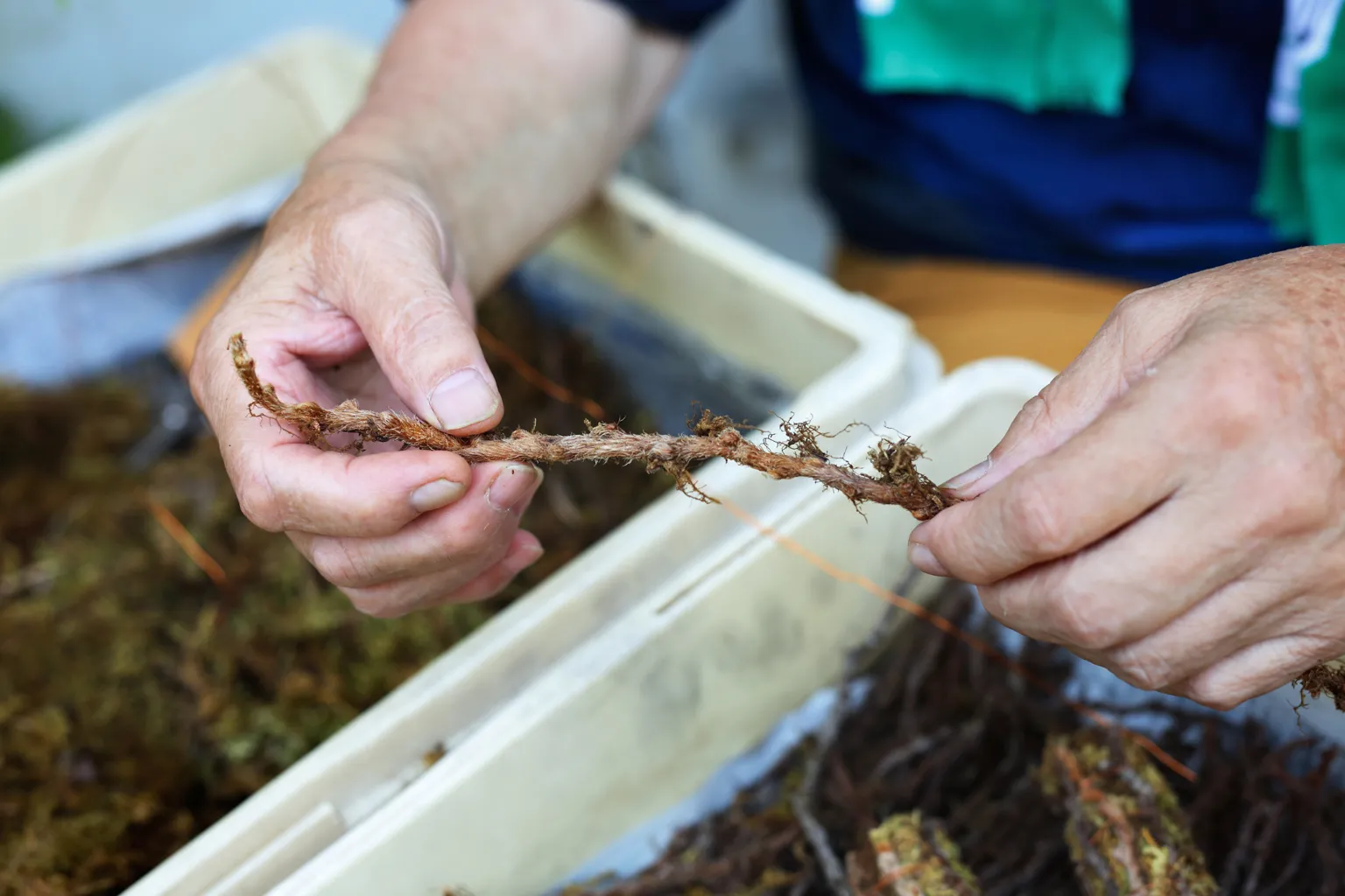 つりしのぶに使われるシノブの根茎。乾燥に強く、寒さも耐え忍ぶことから付いた名前といわれている。