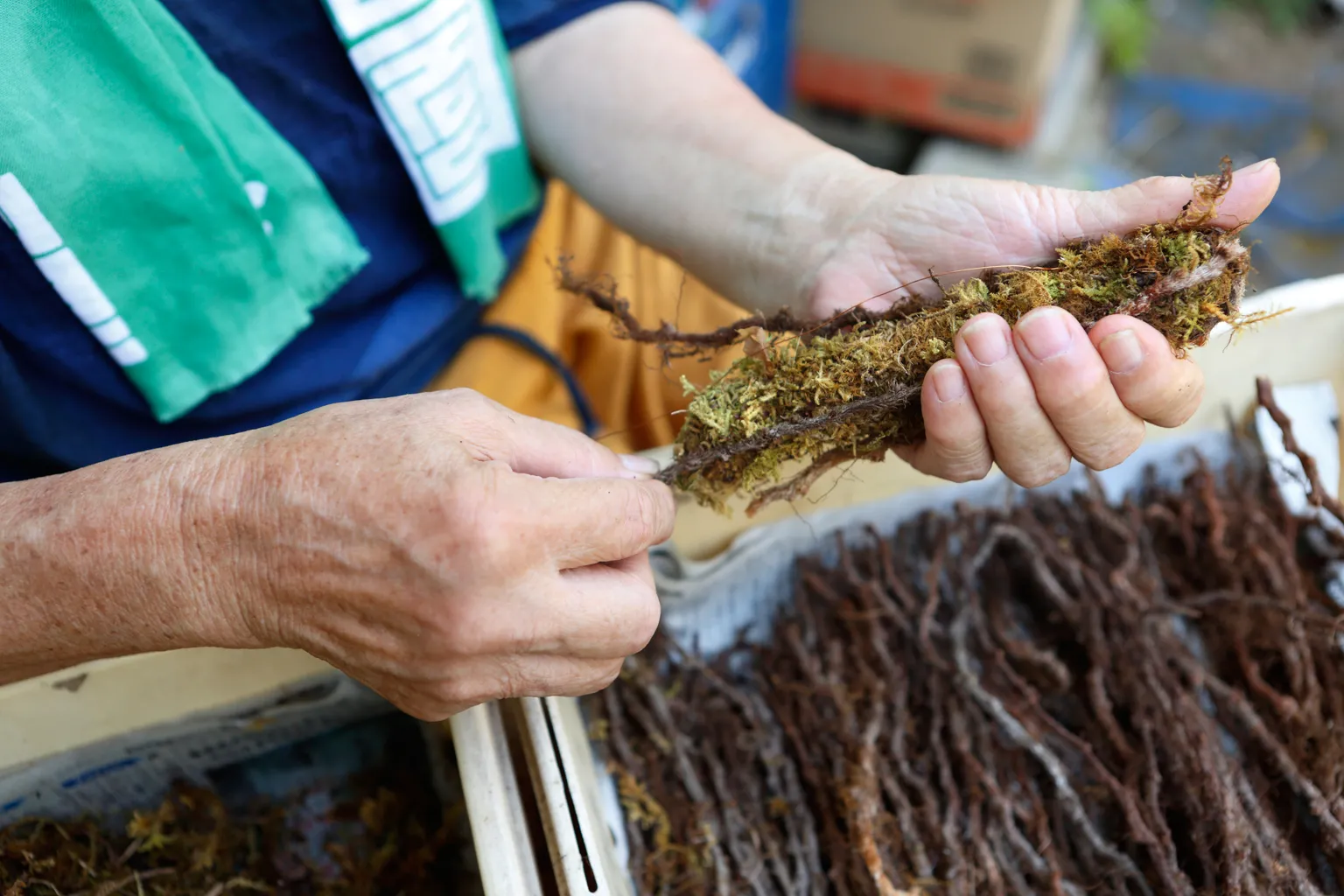 苔を巻いた土台に対し、十字型にシノブの根茎を取り付けていく。苔を巻いた側に根が、外側に芽が向くよう注意しながら銅線で固定する。