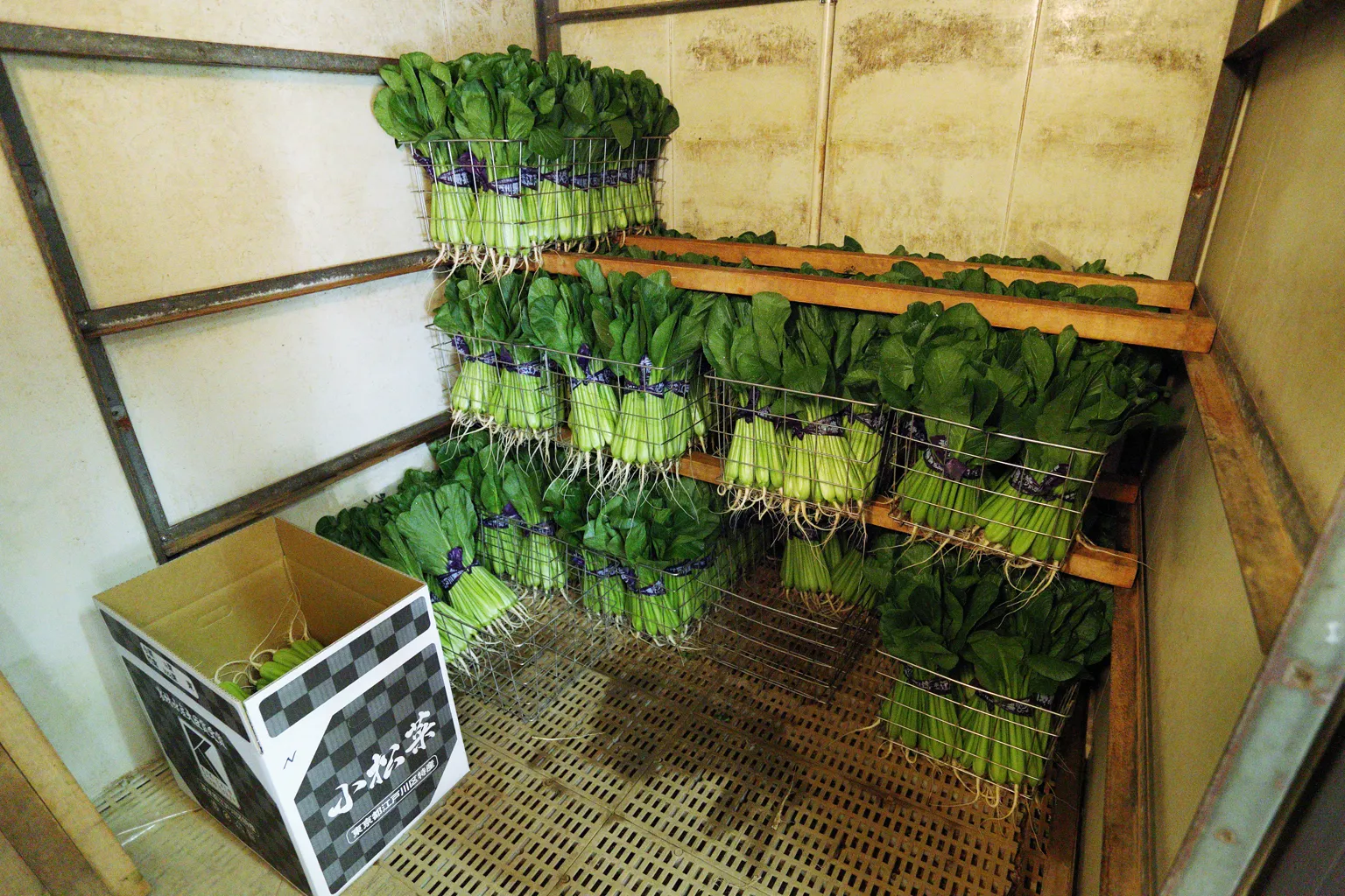 「小原農園」の冷蔵室で出荷を待つ小松菜。給食の調理現場ですぐ加工が行えるよう、包装はシンプルな束留めのみ。袋詰めされた小松菜では見られない根がついている。