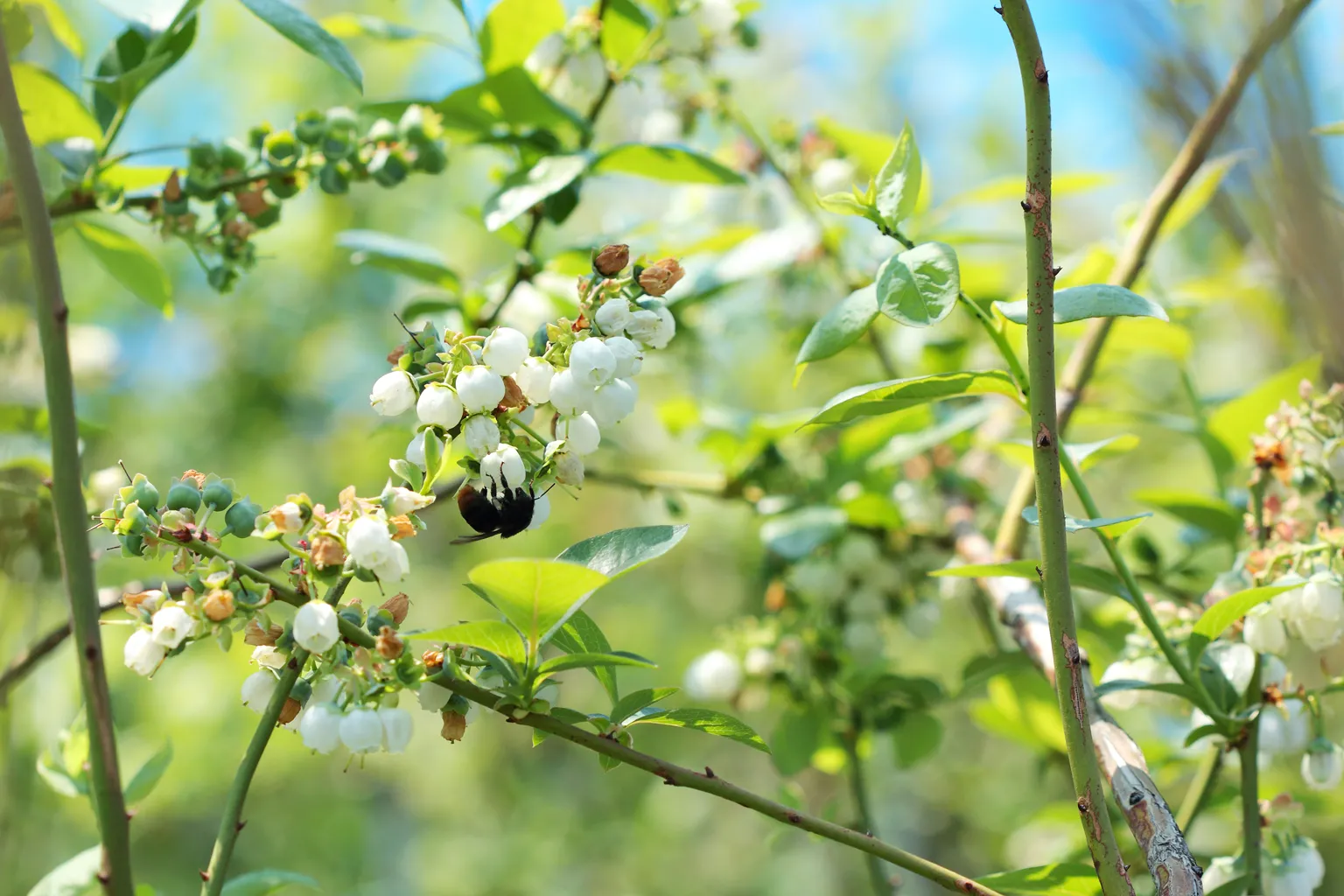 ブルーベリーの花にとまるクロマルハナバチ。「彼らのおかげで豊かな実りが約束されているんです」と矢野さん。
