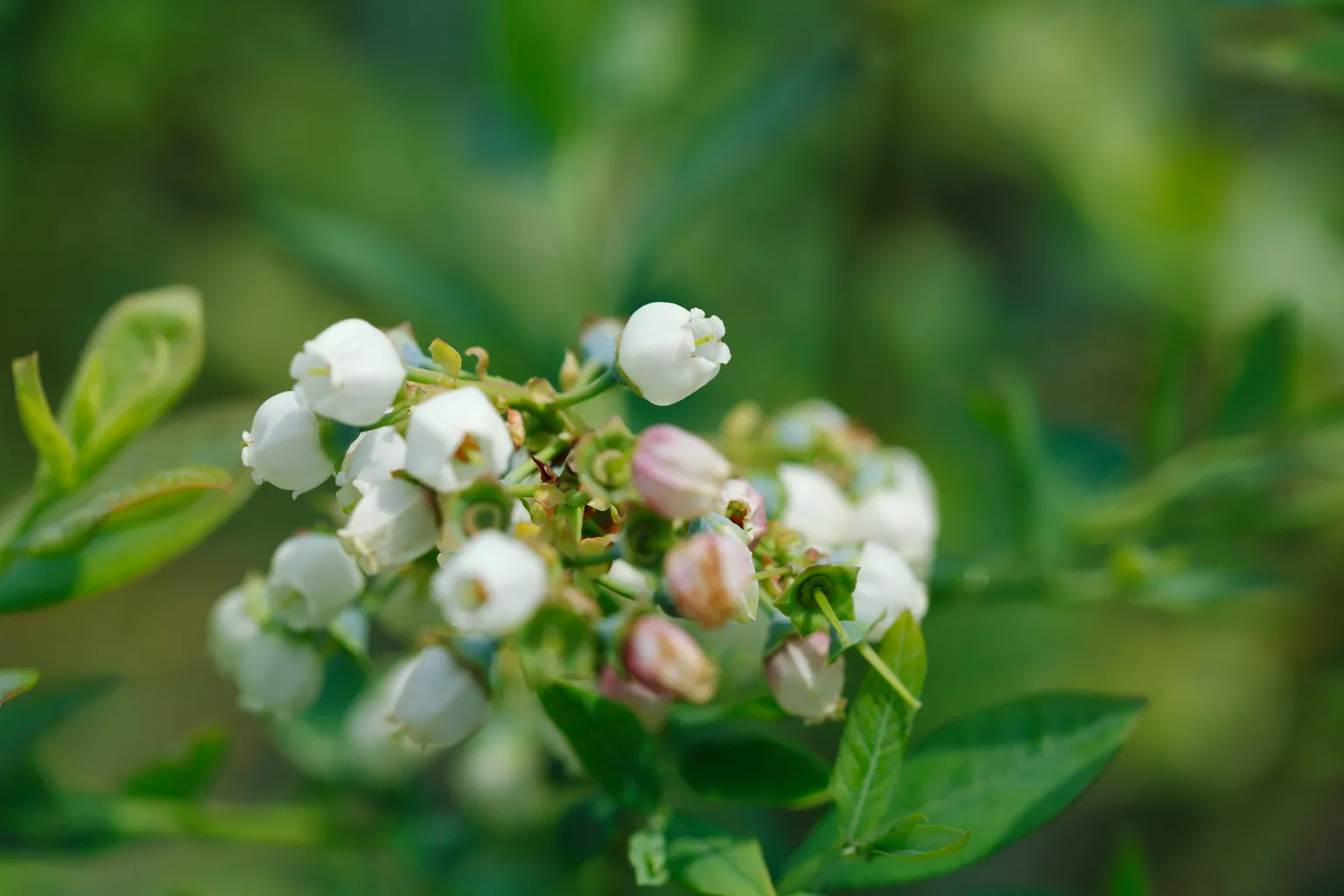 受粉した花は上向きに変わり、花びらがポロッと落ちて実になっていく。
