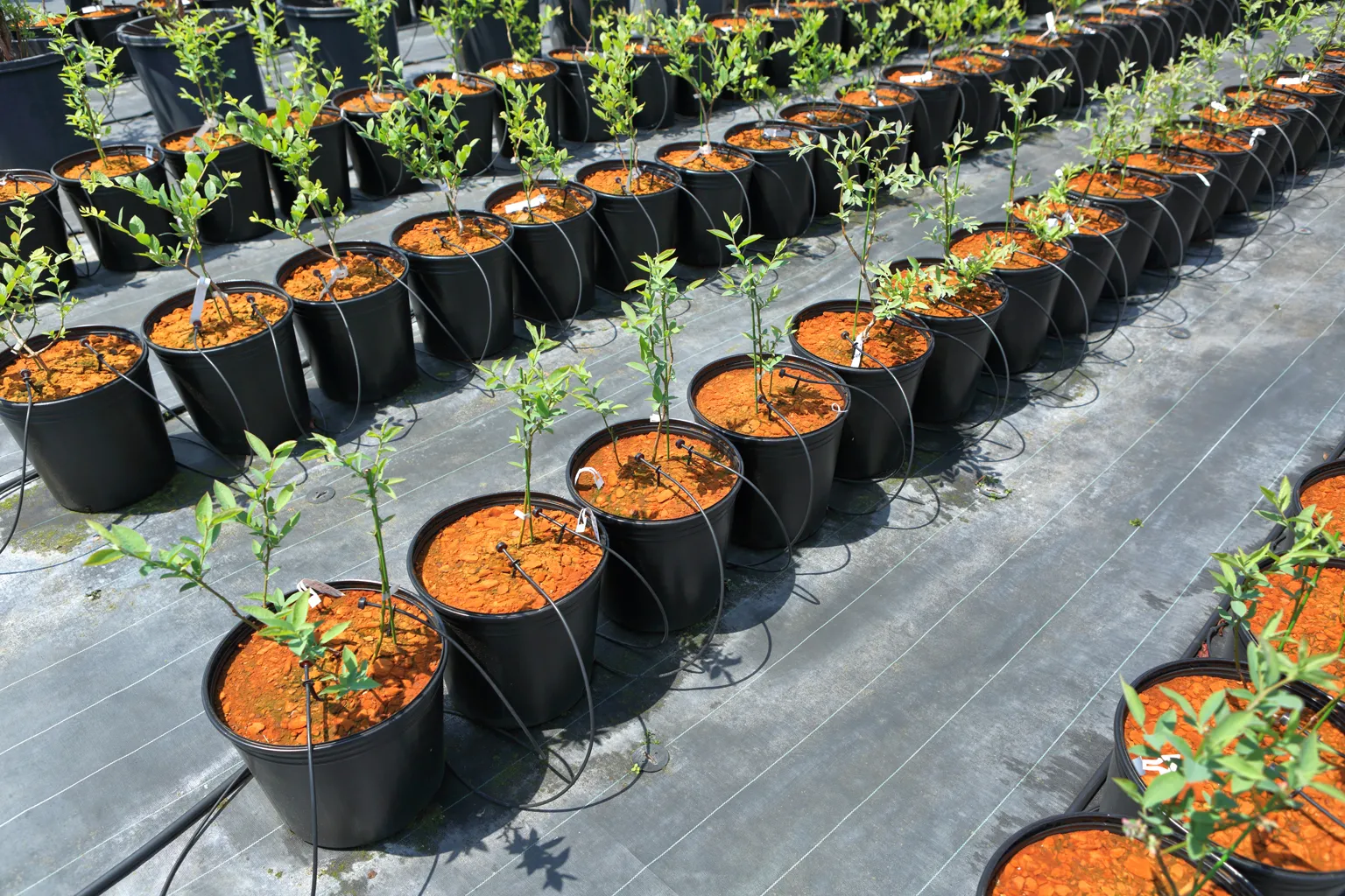 ブルーベリーの苗を一定の大きさに育てて、より大きなポットに植え替える作業は、ブルーベリー農家にとって冬の風物詩。