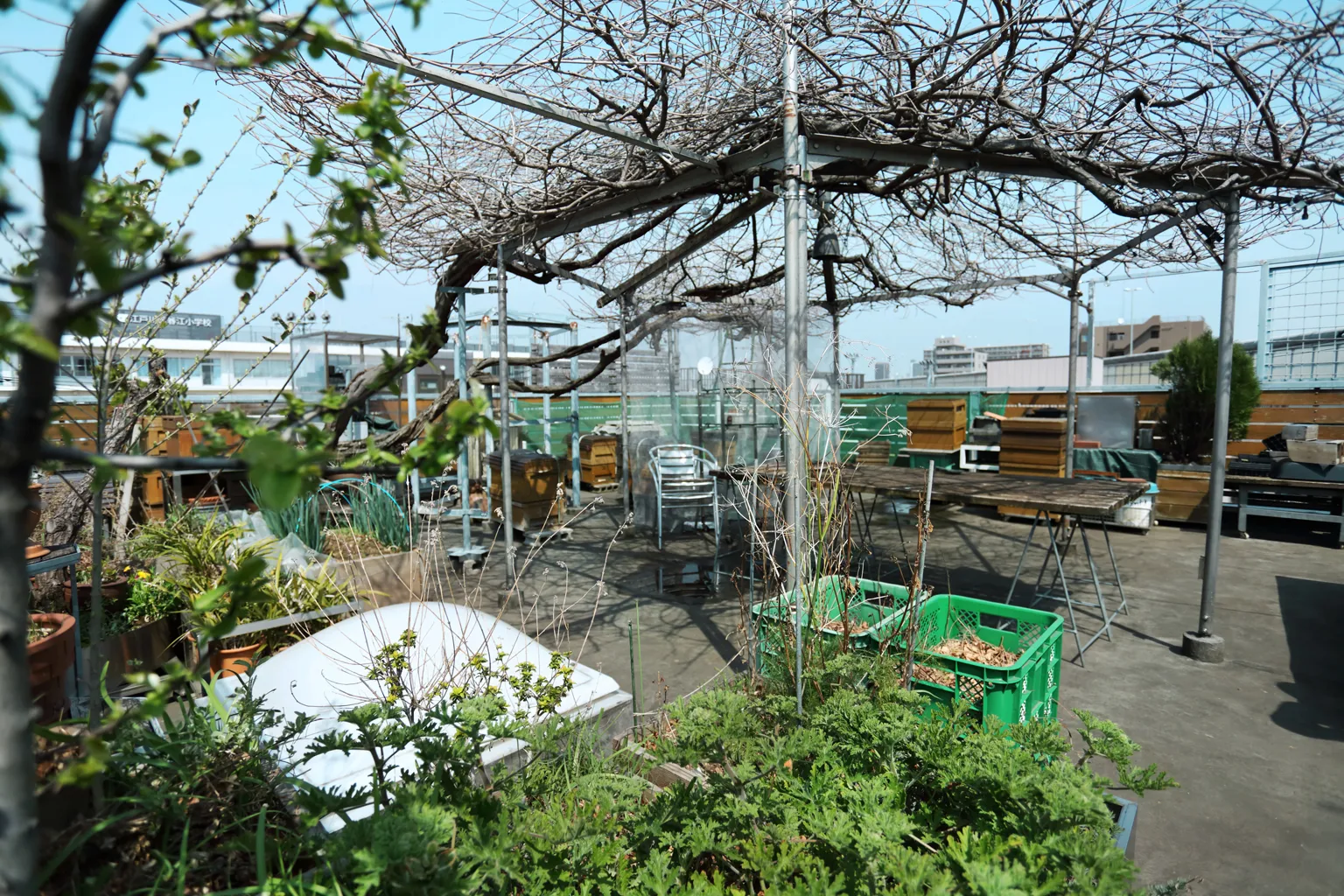 養蜂を行っている屋上の様子。奥の方に置かれている四角い木箱が、蜂が暮らす「養蜂箱」だ。藤棚の下にテーブルを置き、野菜も育てるなど鈴木さんの憩いの空間にもなっている。