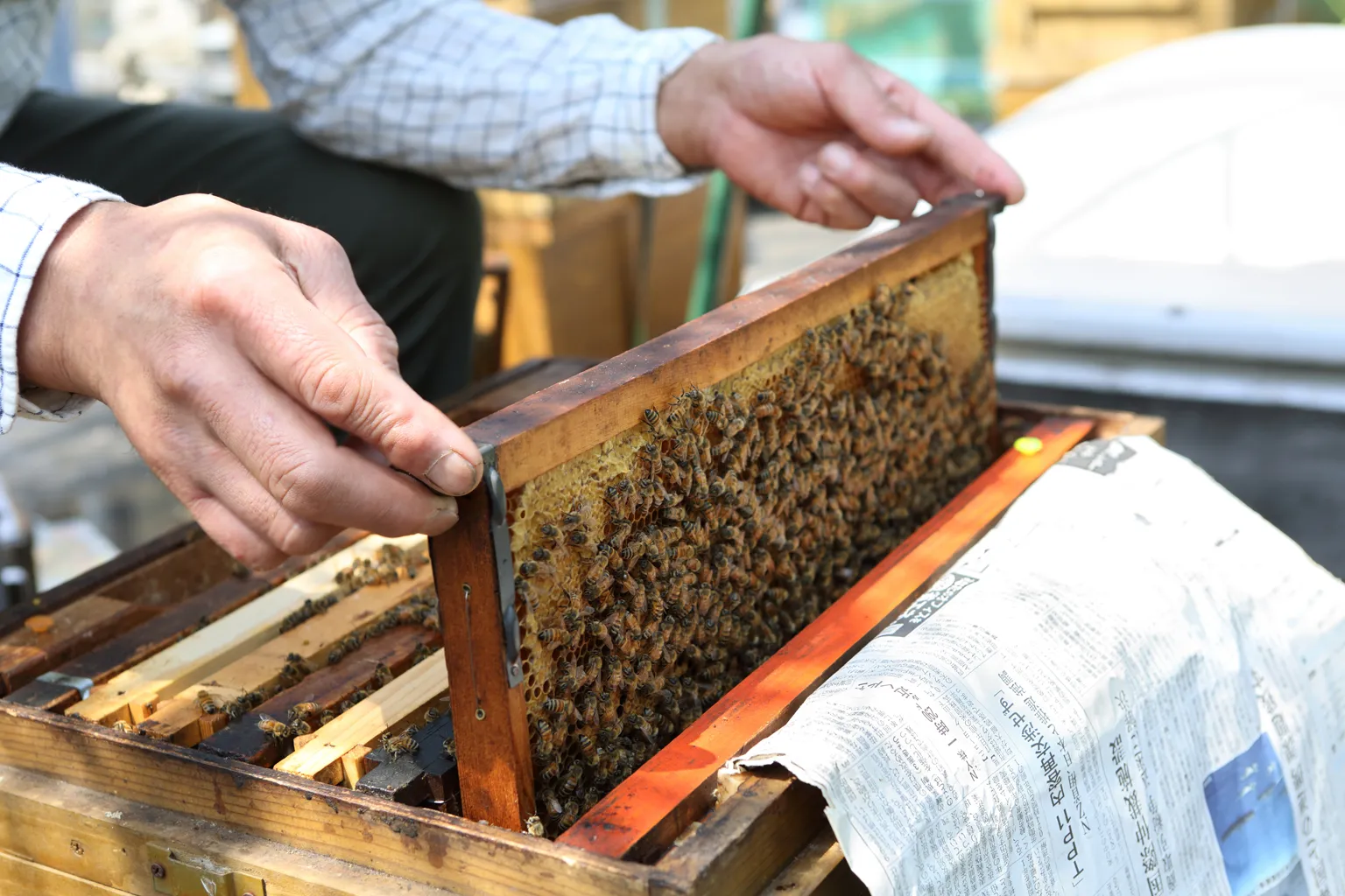 一枚の巣枠にはおよそ3000匹の蜂がいる。複数段重ねればさらに数が増え、養蜂箱ひとつで数万匹の蜂の社会が構成されている。