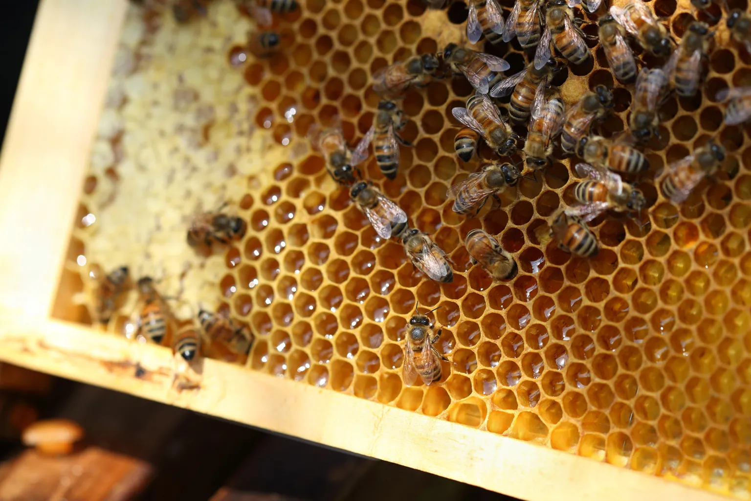 自宅で養蜂をするのが現実的に難しい都市生活者でも「share bees」の仕組みを活用すれば、気軽な形で養蜂を体験し、基礎知識を身につけることができるという。