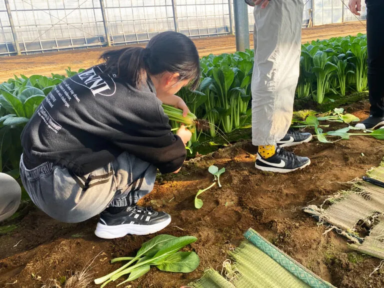 埼玉県から参加した小学生。「びっくりするほどおいしい」と試食の感想を述べ、2kgの小松菜を収穫して持ち帰りました。