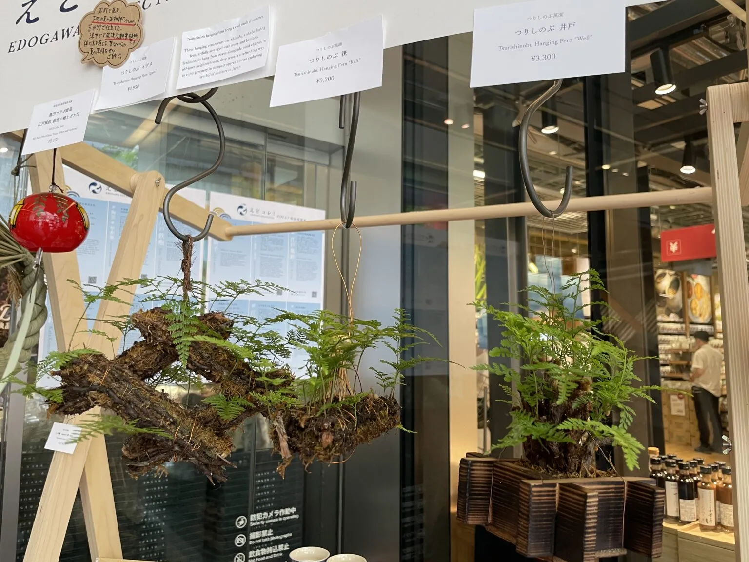 見ているだけで涼やかな気持ちになる「つりしのぶ」。シダ植物の一種であるシノブの根茎をヤマゴケに巻き付けた観葉植物です。