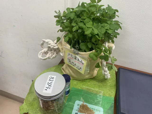 「江戸川区から新たな食文化を！」えどがわメティ普及会がインド野菜”メティ”の研究結果報告会を開催